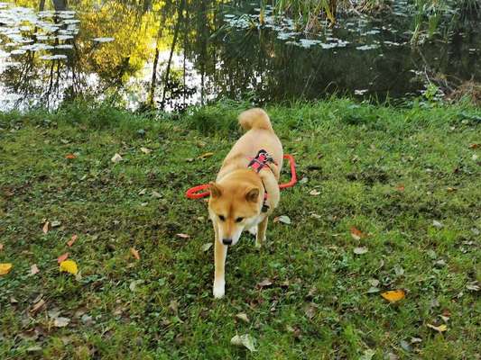 Shiba ohne Leine-Beitrag-Bild