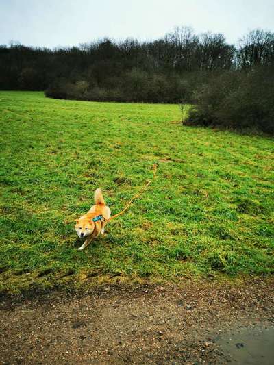Shiba Inu Erfahrungen?-Beitrag-Bild
