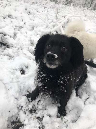 Dogorama Photo Challenge - Tierischer Urlaub-Beitrag-Bild