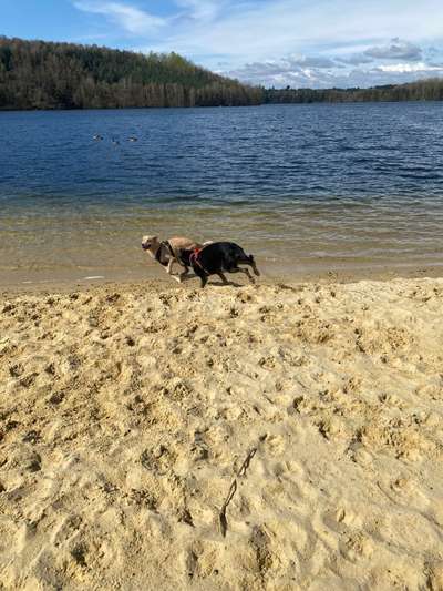 Fotosammlung: ,,Der natürliche Hund" Unbearbeitet, ungestellt und in Natura-Beitrag-Bild