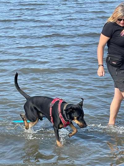 Geschirr für "lange" Hunde-Beitrag-Bild