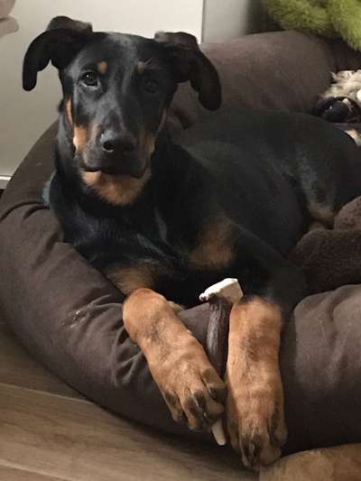 Wo sind die Dobis?-Beitrag-Bild