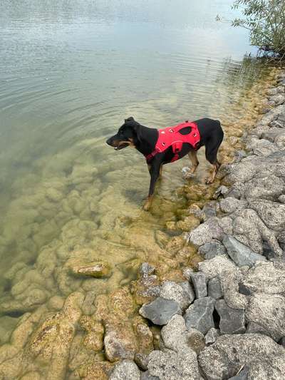 Geschirr für "lange" Hunde-Beitrag-Bild