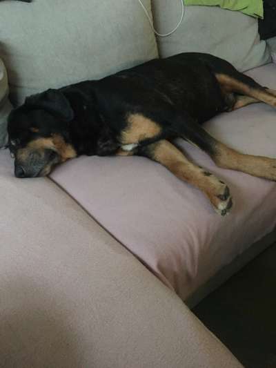 Unsere Fellnasen im Regenbogenland-Beitrag-Bild