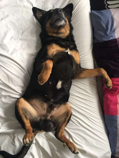 Fotosammlung: ,,Der natürliche Hund" Unbearbeitet, ungestellt und in Natura-Beitrag-Bild