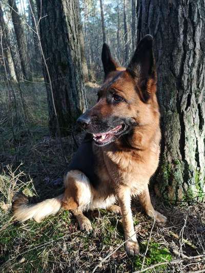 Schäferhund-Beitrag-Bild