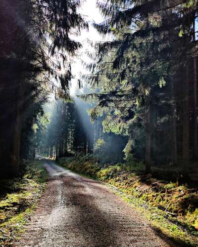 Die wunderschöne Welt mit Hund.-Beitrag-Bild