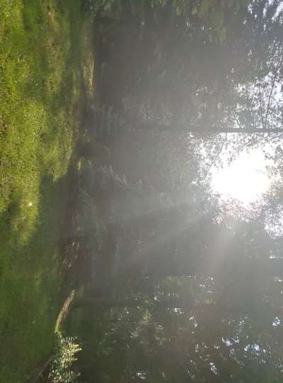 Die wunderschöne Welt mit Hund.-Beitrag-Bild