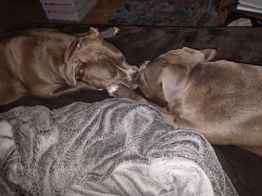 FOTOCHALLENGE 68: Dein Hund und sein bester Freund-Beitrag-Bild