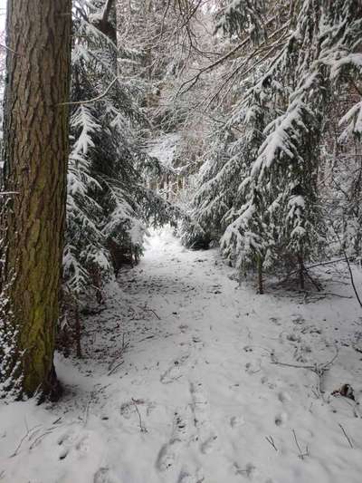 Die wunderschöne Welt mit Hund.-Beitrag-Bild