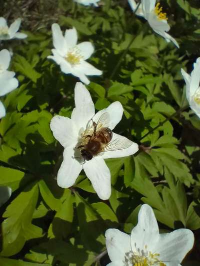 Die wunderschöne Welt mit Hund.-Beitrag-Bild