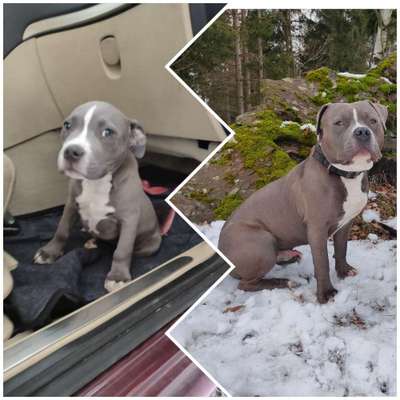 Wie groß waren eure welpen ?-Beitrag-Bild