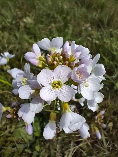 Die wunderschöne Welt mit Hund.-Beitrag-Bild