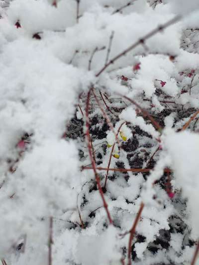 Die wunderschöne Welt mit Hund.-Beitrag-Bild