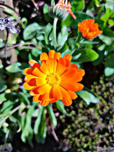 Die wunderschöne Welt mit Hund.-Beitrag-Bild