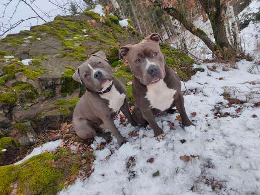 Hunderunde-Beitrag-Bild