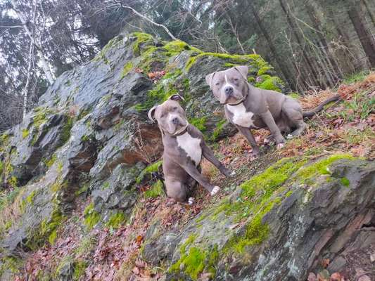 Hunderunde-Beitrag-Bild