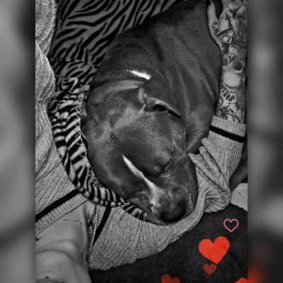 Vertrauen zwischen Hund und Halter-Beitrag-Bild