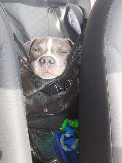 Dogorama Photo Challenge - Hundeblick zum hinschmelzen-Beitrag-Bild