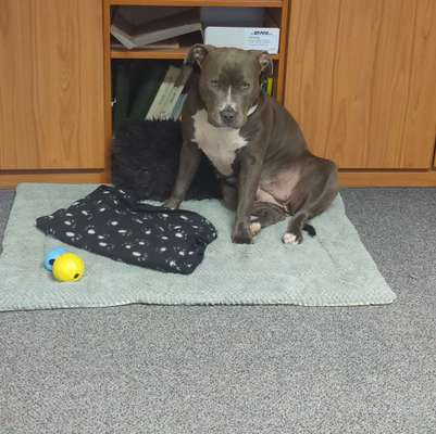 Dogorama Photo Challenge - Hundeblick zum hinschmelzen-Beitrag-Bild