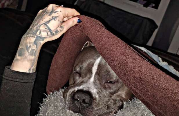 Vertrauen zwischen Hund und Halter-Beitrag-Bild