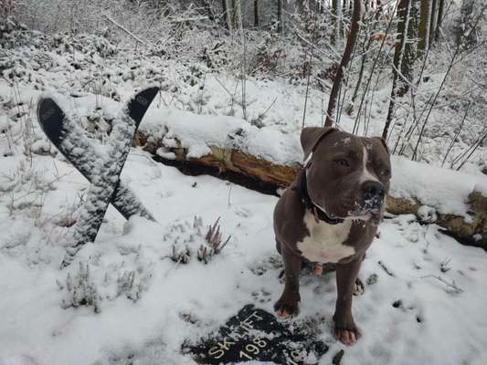 Die wunderschöne Welt mit Hund.-Beitrag-Bild