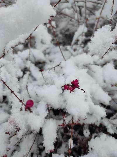 Die wunderschöne Welt mit Hund.-Beitrag-Bild