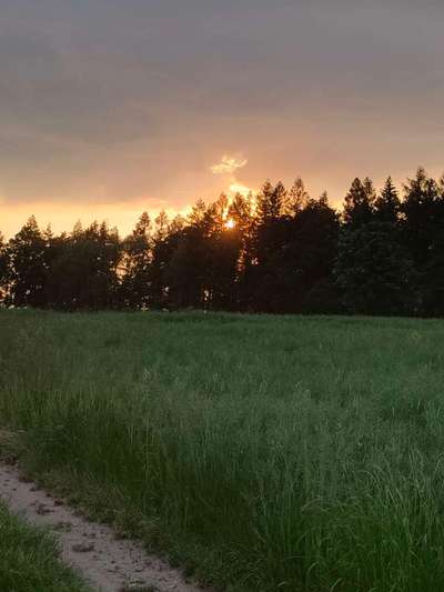 Die wunderschöne Welt mit Hund.-Beitrag-Bild