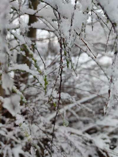 Die wunderschöne Welt mit Hund.-Beitrag-Bild