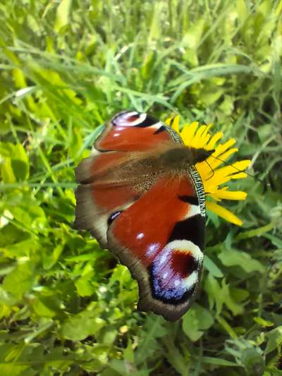 Die wunderschöne Welt mit Hund.-Beitrag-Bild