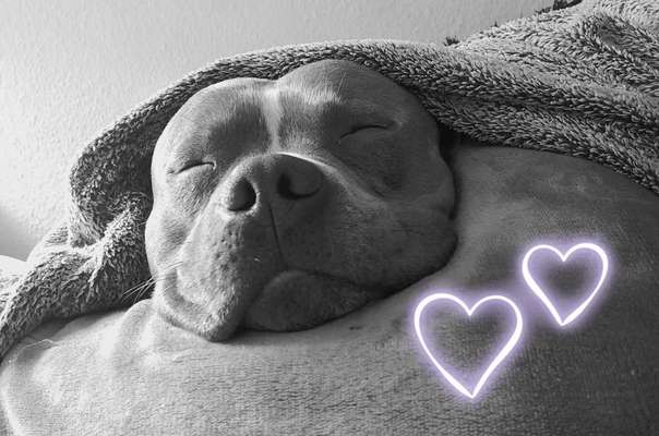 Freunde von 'Kampfhunden'-Beitrag-Bild