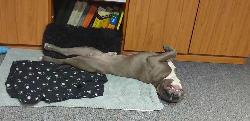 Die Dogorama Wochen Challenge-Beitrag-Bild