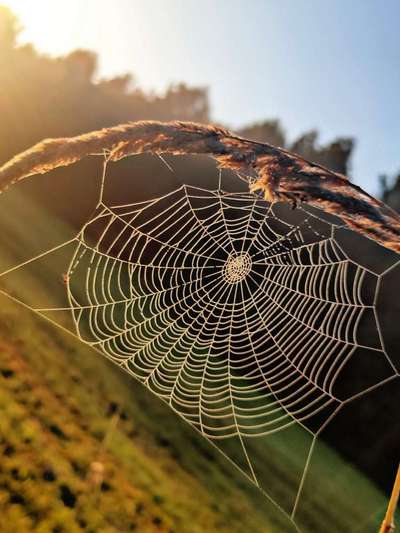 Die wunderschöne Welt mit Hund.-Beitrag-Bild
