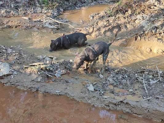 Zeigt mir doch mal eure Dreckspätze-Beitrag-Bild