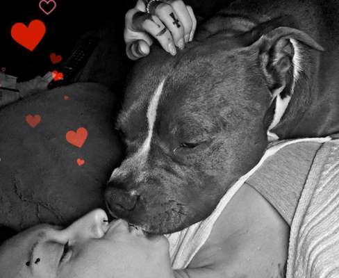 Vertrauen zwischen Hund und Halter-Beitrag-Bild