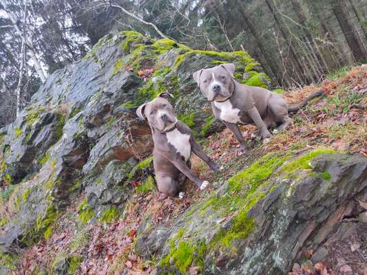 Dogorama Photo Challenge - Steine/Felsen-Beitrag-Bild