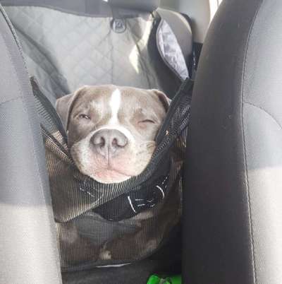 FOTOCHALLENGE 70 - Dein Hund im Auto-Beitrag-Bild