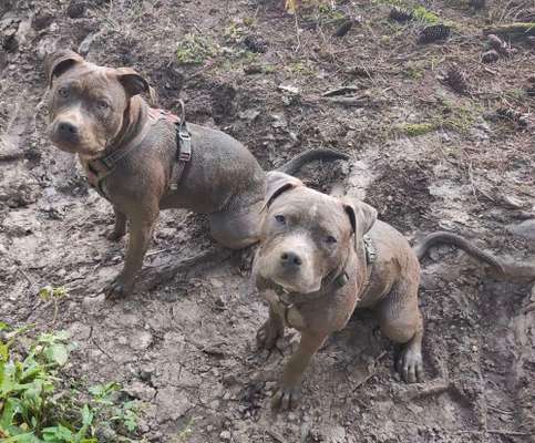 FOTOCHALLENGE 72 - Glücklicher Hund im Schmuddel-Look-Beitrag-Bild