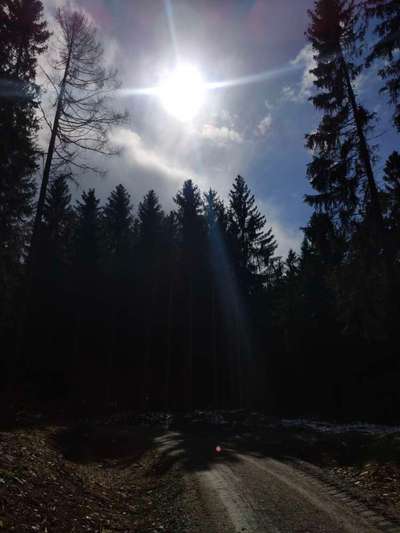 Die wunderschöne Welt mit Hund.-Beitrag-Bild