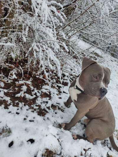Die wunderschöne Welt mit Hund.-Beitrag-Bild