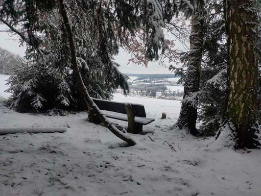 Die wunderschöne Welt mit Hund.-Beitrag-Bild