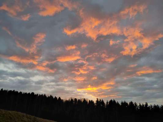 Die wunderschöne Welt mit Hund.-Beitrag-Bild