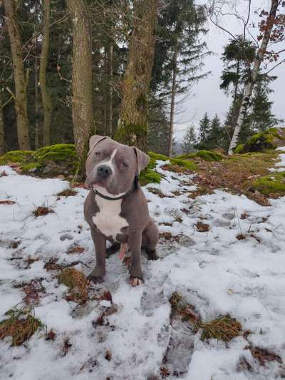 American Stafford Besitzer-Beitrag-Bild