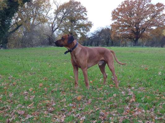 Rhodesian Ridgeback-Beitrag-Bild