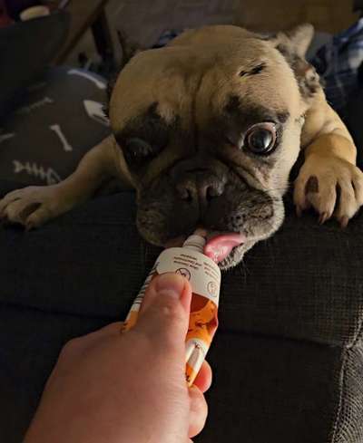 Zeige den lustigsten Blick deines Hundes-Beitrag-Bild