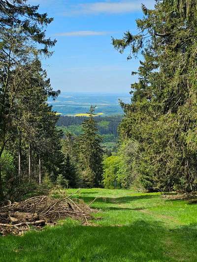 Die wunderschöne Welt mit Hund.-Beitrag-Bild