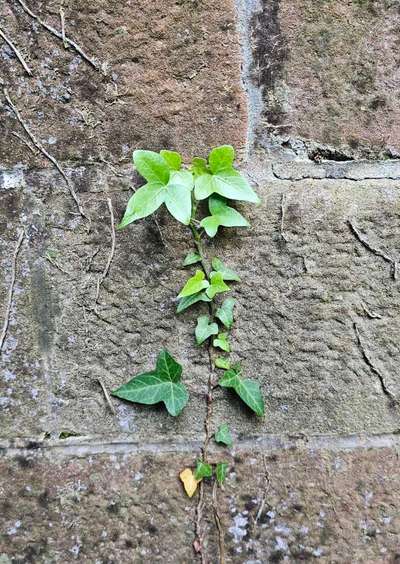 Die wunderschöne Welt mit Hund.-Beitrag-Bild