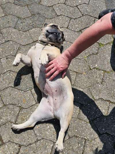 Dogorama Photo Challenge - Zeigt her eure Bäuche-Beitrag-Bild