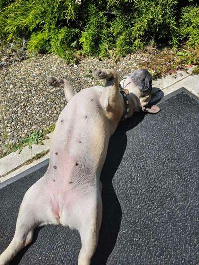 Fotosammlung: ,,Der natürliche Hund" Unbearbeitet, ungestellt und in Natura-Beitrag-Bild