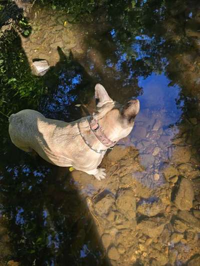 Die wunderschöne Welt mit Hund.-Beitrag-Bild